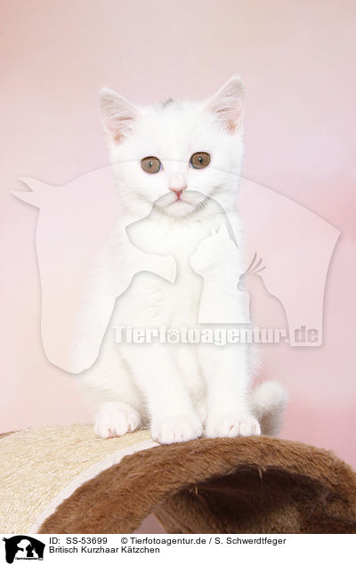 Britisch Kurzhaar Ktzchen / British Shorthair Kitten / SS-53699