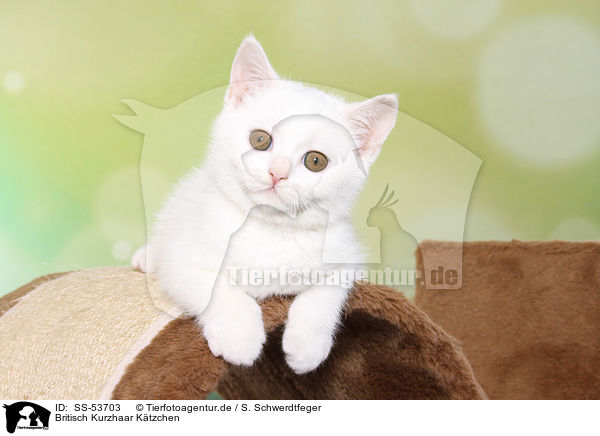 Britisch Kurzhaar Ktzchen / British Shorthair Kitten / SS-53703