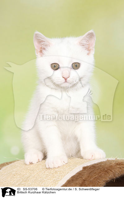 Britisch Kurzhaar Ktzchen / British Shorthair Kitten / SS-53706
