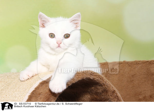 Britisch Kurzhaar Ktzchen / British Shorthair Kitten / SS-53710