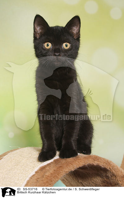 Britisch Kurzhaar Ktzchen / British Shorthair Kitten / SS-53716