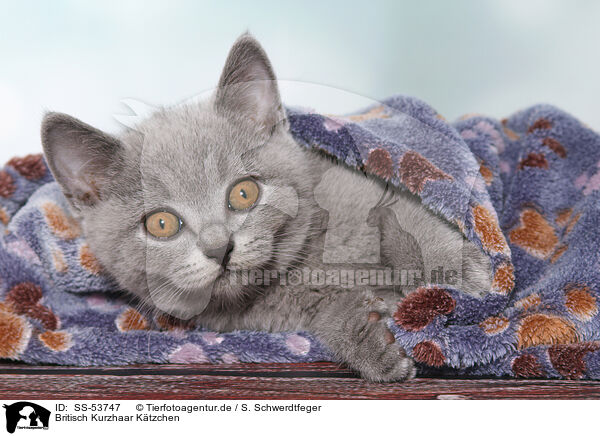 Britisch Kurzhaar Ktzchen / British Shorthair Kitten / SS-53747