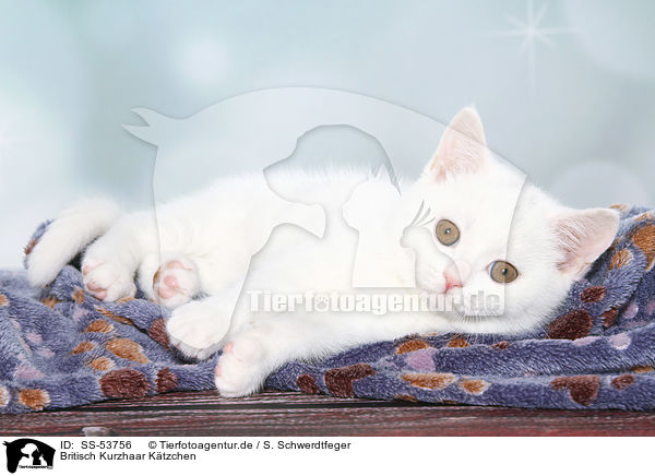 Britisch Kurzhaar Ktzchen / British Shorthair Kitten / SS-53756