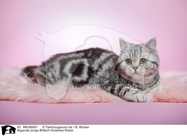 liegende junge Britisch Kurzhaar Katze / lying young british shorthair cat / RR-98897