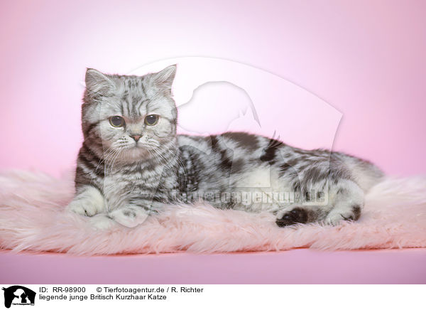 liegende junge Britisch Kurzhaar Katze / lying young british shorthair cat / RR-98900