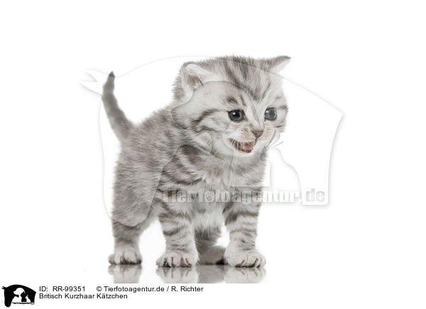 Britisch Kurzhaar Ktzchen / British Shorthair Kitten / RR-99351