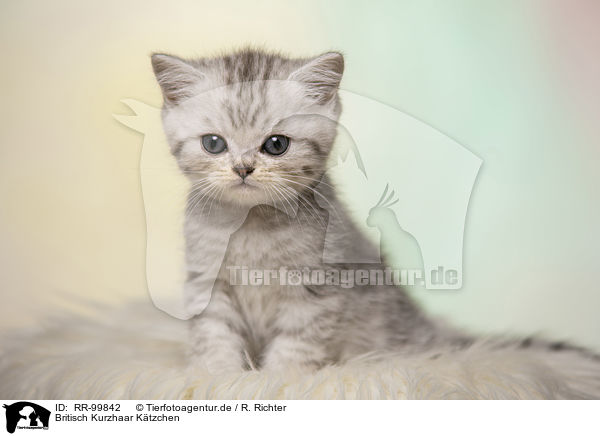 Britisch Kurzhaar Ktzchen / British Shorthair Kitten / RR-99842