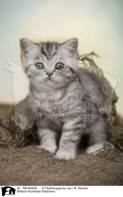 Britisch Kurzhaar Ktzchen / British Shorthair Kitten / RR-99858