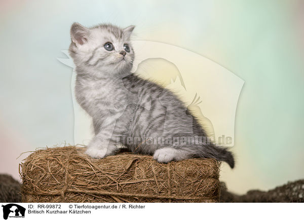 Britisch Kurzhaar Ktzchen / British Shorthair Kitten / RR-99872