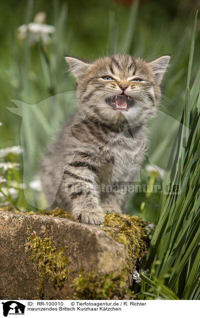 maunzendes Britisch Kurzhaar Ktzchen / meowing British Shorthair kitten / RR-100010