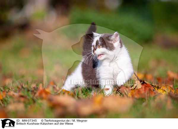 Britisch Kurzhaar Ktzchen auf der Wiese / British shorthair kitten in the meadow / MW-07345
