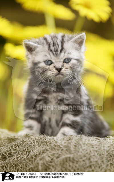 sitzendes Britisch Kurzhaar Ktzchen / sitting British Shorthair Kitten / RR-100318