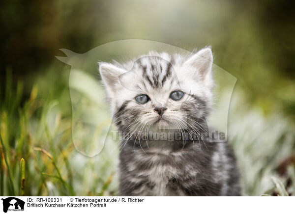 Britisch Kurzhaar Ktzchen Portrait / British Shorthair Kitten Portrait / RR-100331
