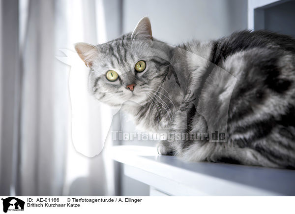 Britisch Kurzhaar Katze / British Shorthair cat / AE-01166