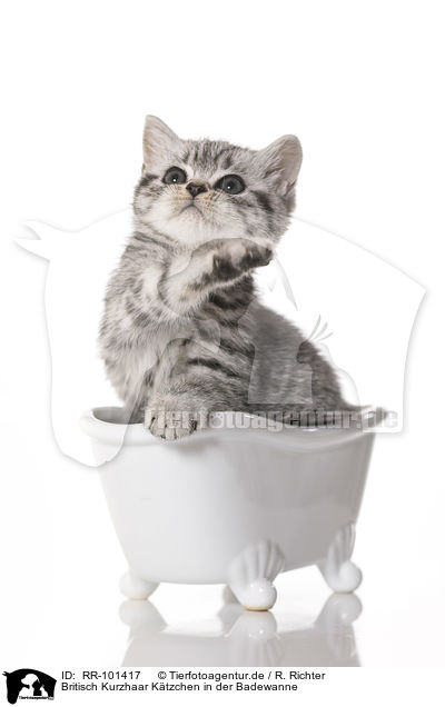 Britisch Kurzhaar Ktzchen in der Badewanne / British Shorthair Kitten in the bath / RR-101417