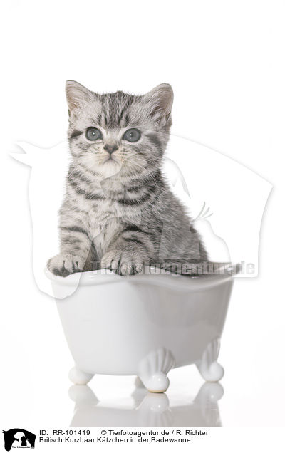 Britisch Kurzhaar Ktzchen in der Badewanne / British Shorthair Kitten in the bath / RR-101419