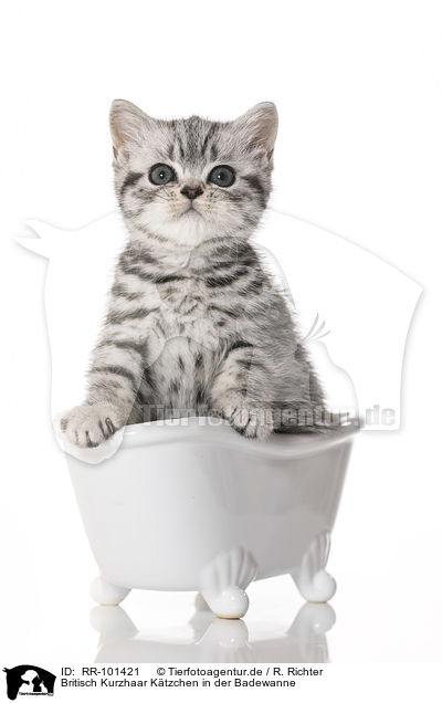 Britisch Kurzhaar Ktzchen in der Badewanne / British Shorthair Kitten in the bath / RR-101421