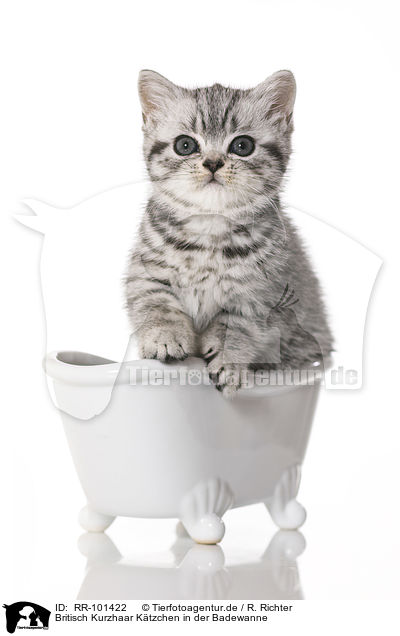 Britisch Kurzhaar Ktzchen in der Badewanne / British Shorthair Kitten in the bath / RR-101422