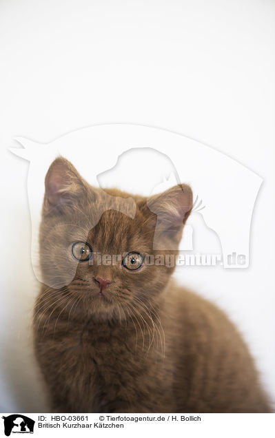 Britisch Kurzhaar Ktzchen / British Shorthair Kitten / HBO-03661