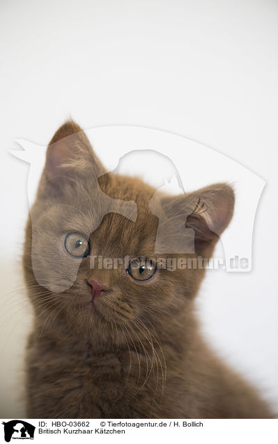 Britisch Kurzhaar Ktzchen / British Shorthair Kitten / HBO-03662