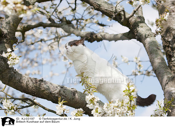 Britisch Kurzhaar auf dem Baum / British Shorthair on tree / KJ-03197
