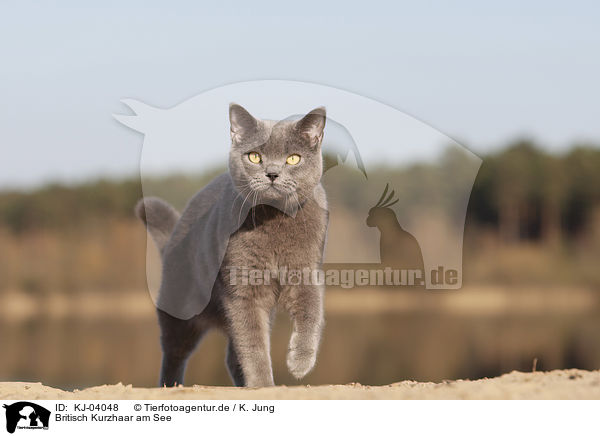 Britisch Kurzhaar am See / British Shorthair at the lake / KJ-04048