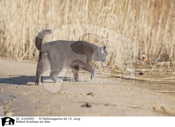 Britisch Kurzhaar am See / British Shorthair at the lake / KJ-04057