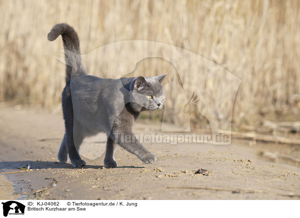 Britisch Kurzhaar am See / British Shorthair at the lake / KJ-04062