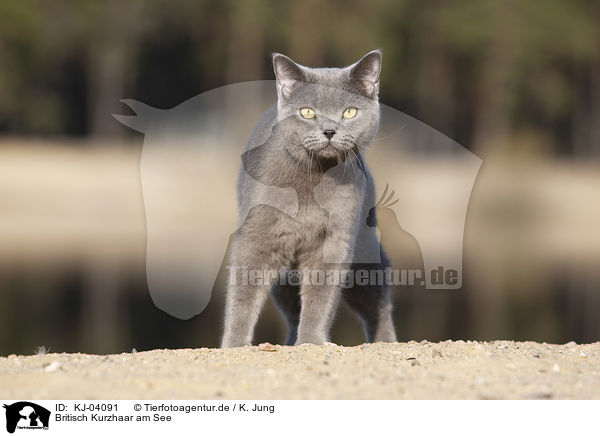 Britisch Kurzhaar am See / British Shorthair at the lake / KJ-04091