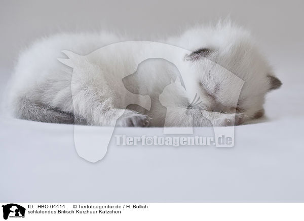 schlafendes Britisch Kurzhaar Ktzchen / sleeping british shorthair kitten / HBO-04414