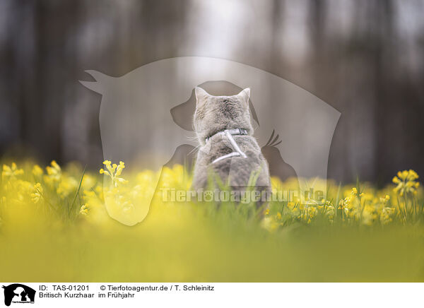 Britisch Kurzhaar  im Frhjahr / British Shorthair in spring / TAS-01201