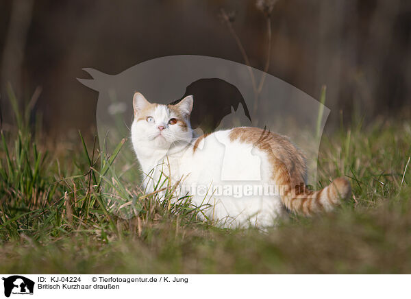 Britisch Kurzhaar drauen / British Shorthair outdoor / KJ-04224