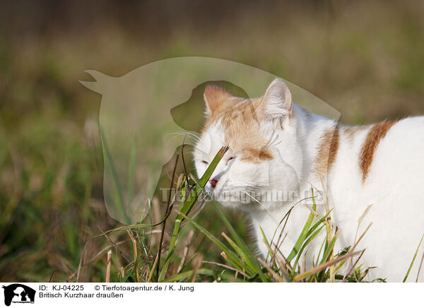 Britisch Kurzhaar drauen / British Shorthair outdoor / KJ-04225