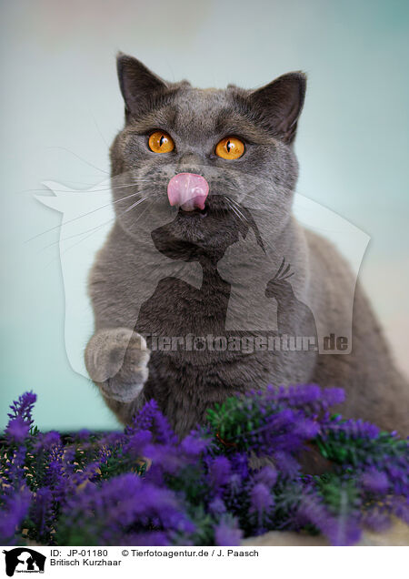 Britisch Kurzhaar / British Shorthair / JP-01180