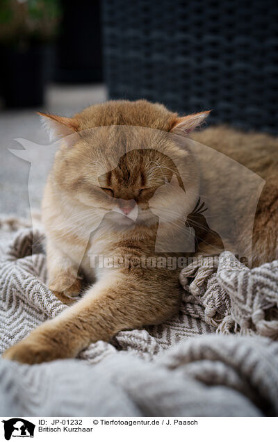 Britisch Kurzhaar / British Shorthair / JP-01232