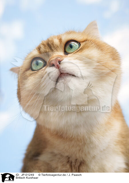 Britisch Kurzhaar / British Shorthair / JP-01249