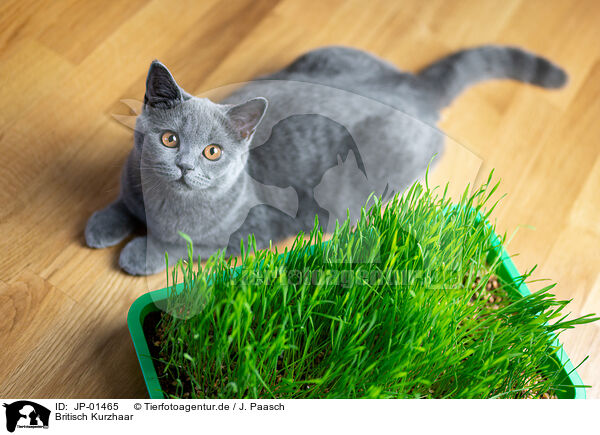 Britisch Kurzhaar / British Shorthair / JP-01465