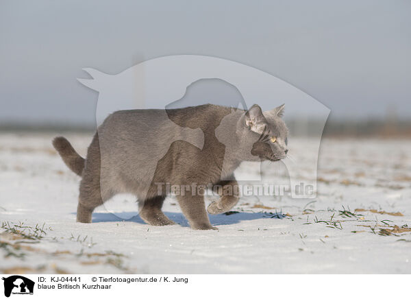 blaue Britisch Kurzhaar / blue British Shorthair / KJ-04441