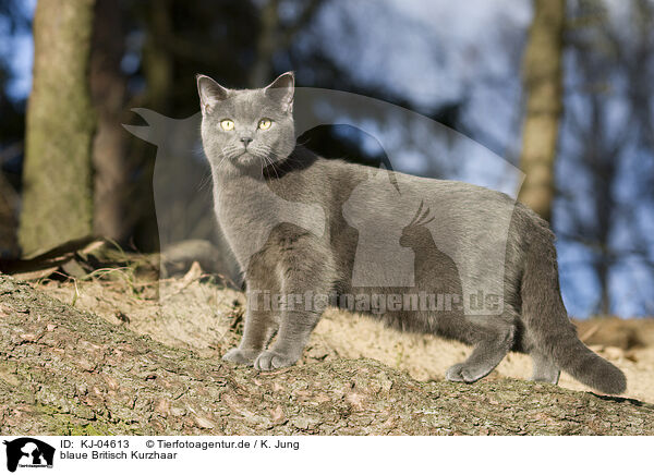 blaue Britisch Kurzhaar / blue British Shorthair / KJ-04613