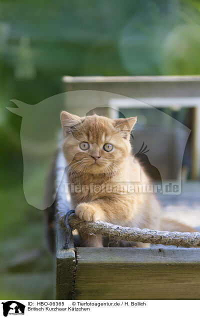 Britisch Kurzhaar Ktzchen / British Shorthair Kitten / HBO-06365