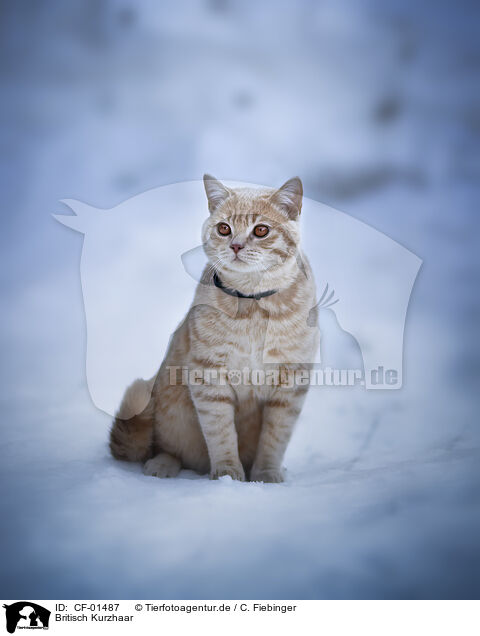 Britisch Kurzhaar / British Shorthair / CF-01487