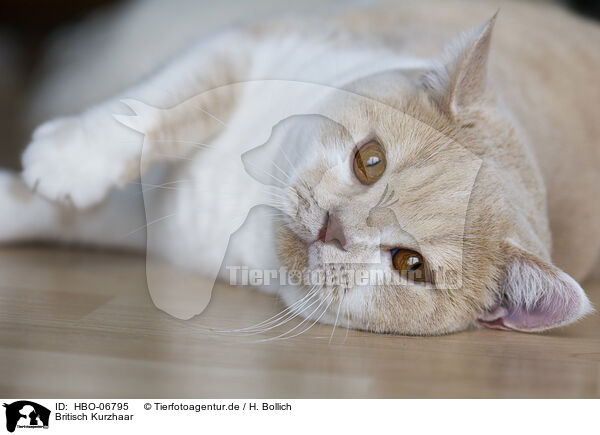 Britisch Kurzhaar / British Shorthair / HBO-06795