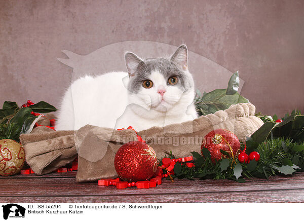 Britisch Kurzhaar Ktzin / female British Shorthair / SS-55294