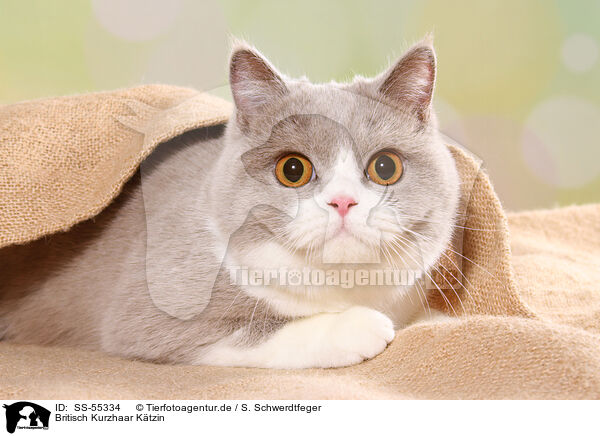 Britisch Kurzhaar Ktzin / female British Shorthair / SS-55334