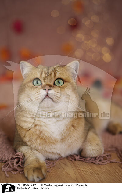 Britisch Kurzhaar Kater / British Shorthair tomcat / JP-01477