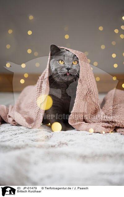 Britisch Kurzhaar / British Shorthair / JP-01479