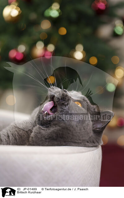 Britisch Kurzhaar / British Shorthair / JP-01489