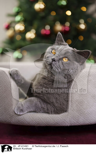 Britisch Kurzhaar / British Shorthair / JP-01491