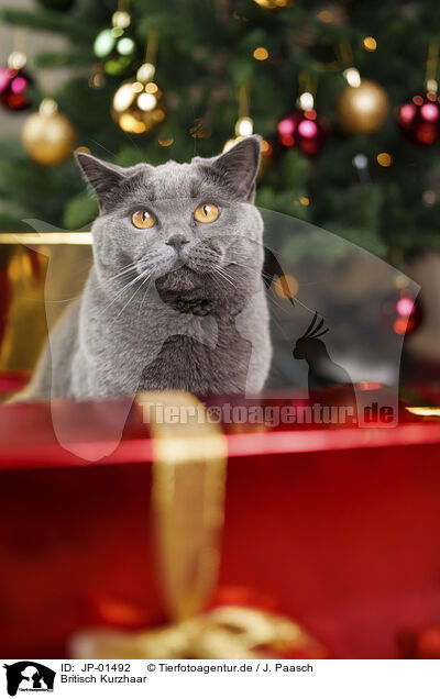 Britisch Kurzhaar / British Shorthair / JP-01492