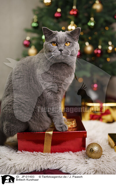 Britisch Kurzhaar / British Shorthair / JP-01493